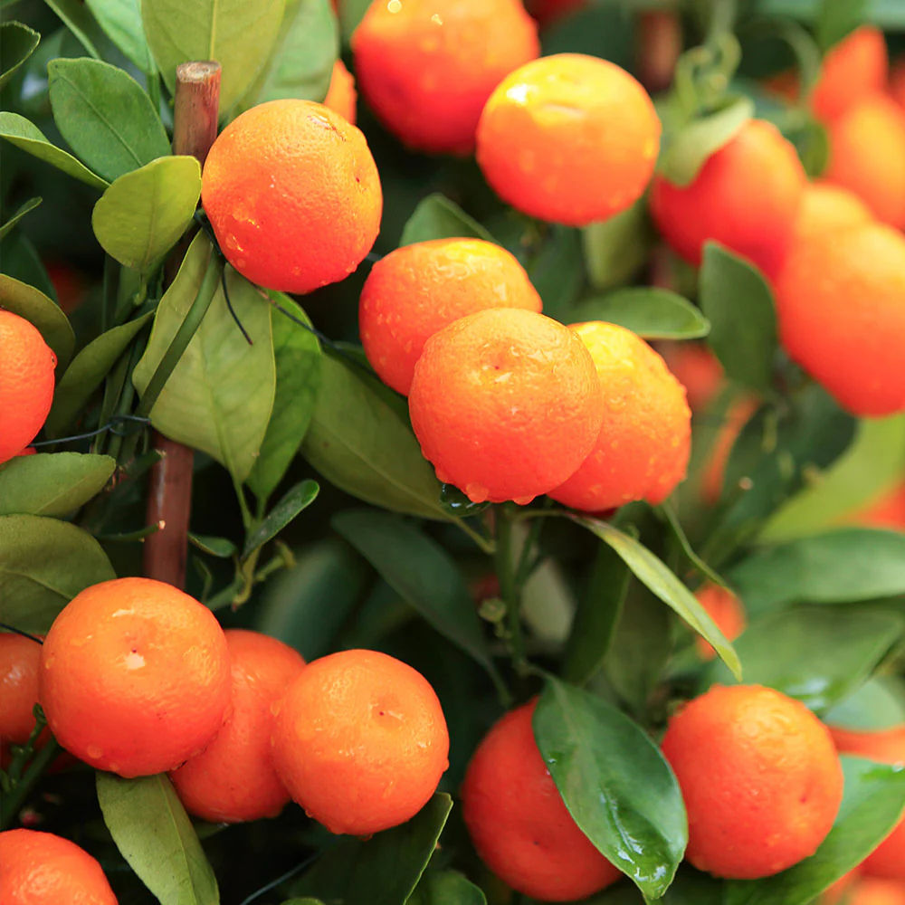Sugar Tangerine Clementine mandarin Сахарный мандарин
