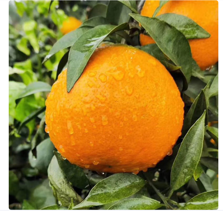 Chunjian (papa mandarin) Мандарин Чунцзян（ Мандарин Папа）