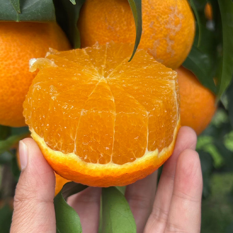 Aiyuan Mandarin/Ehime Mandarin Мандарин Айюань