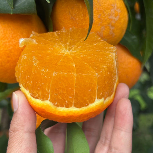 Aiyuan Mandarin/Ehime Mandarin Мандарин Айюань