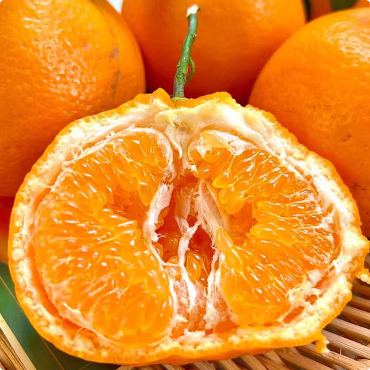 Chunjian (papa mandarin) Мандарин Чунцзян（ Мандарин Папа）