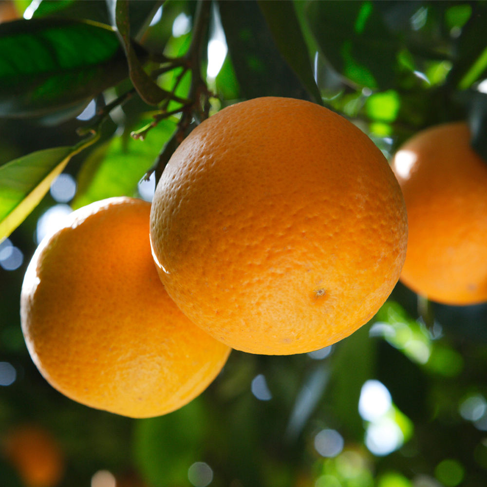 Navel Orange Навель-апельсин